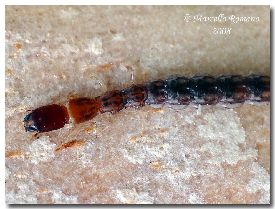 larve Rafidiotteri Parainocellia bicolor, Fibla machlachlani